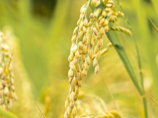 Le riz au lait de coco